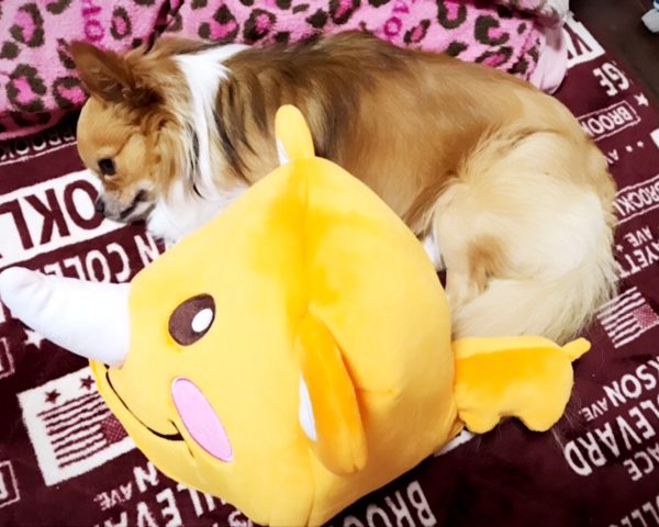 【愛犬ココっちとツノっち すっかり仲良くなりました！】