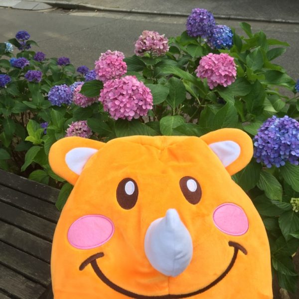 整いました！色サイが美しい紫陽花をサイ培したいサイ、ツノっちです。