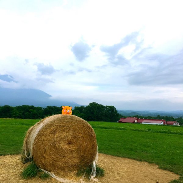 眺め良さそうなところからこんにちはです❤️ 後ろにゎ羊蹄山⛰が💕 お天気曇って、あんまりよく見えないけど、お天気の日ゎめちゃくちゃ綺麗ですよ❤️ K崎さん、今度北海道に遊びに来て下さい♪(๑ᴖ◡ᴖ๑)♪