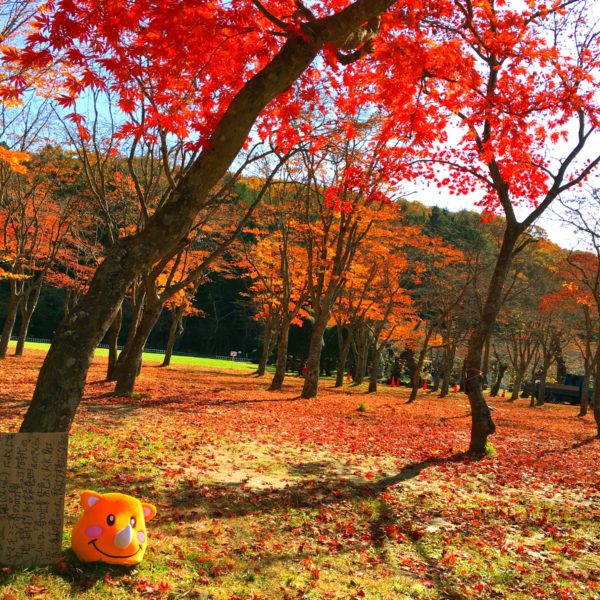 黄昏ツノっち〜紅葉と同化〜 すっかり秋になりました💖 真っ赤な絨毯にツノっちも黄昏てます